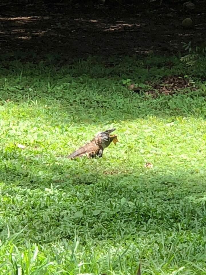 Villa Segura Manuel Antonio, Quepos Zewnętrze zdjęcie